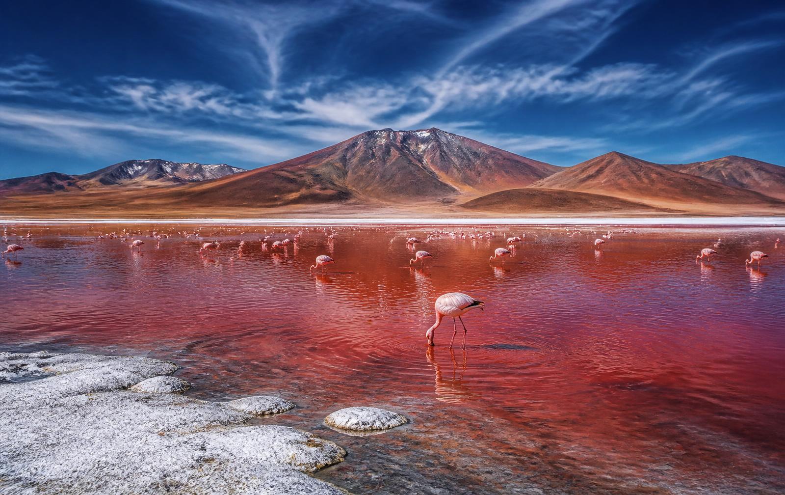 Laguna Colorada con flamencos